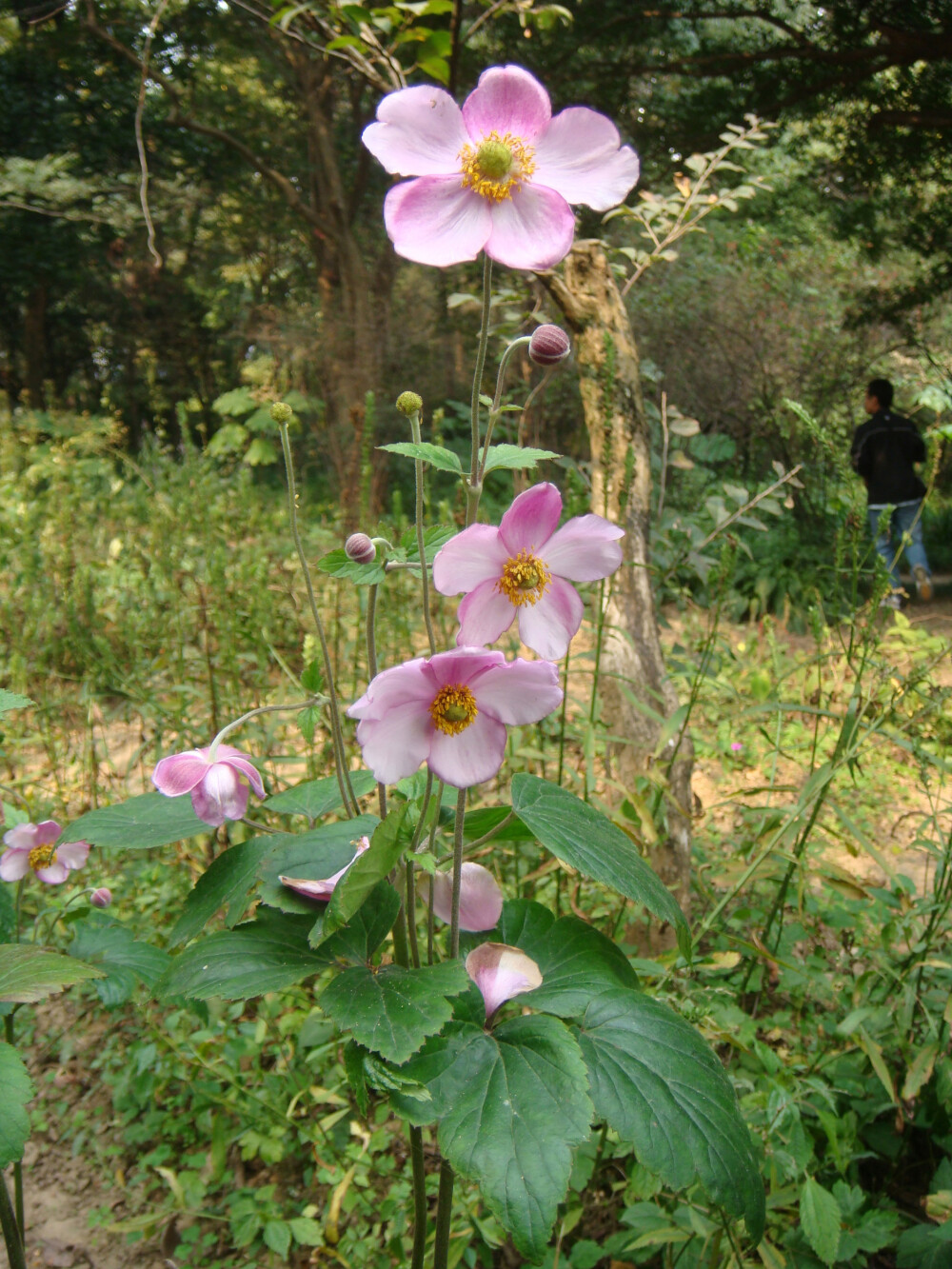 野棉花、野牡丹、土白头翁、打破碗花花