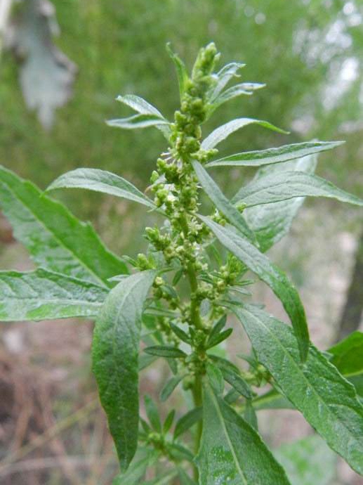 土荆芥、鹅脚草、臭草、火油草