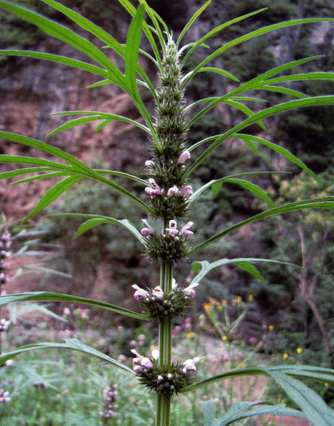 益母草、益母、茺蔚茎、益明、坤草、臭秽、月母草、益母艾