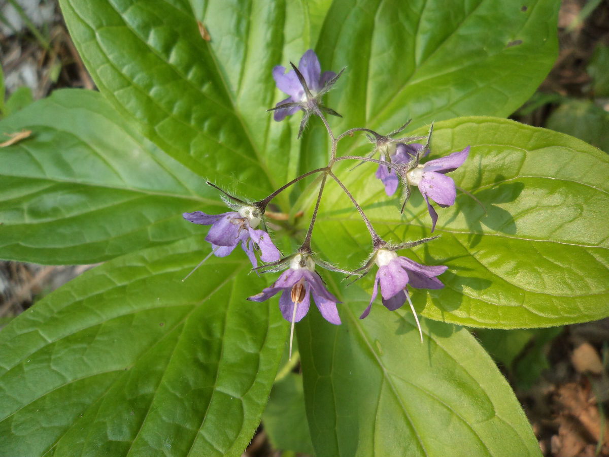 紫草、紫草根、软紫草、紫根、紫丹、地血