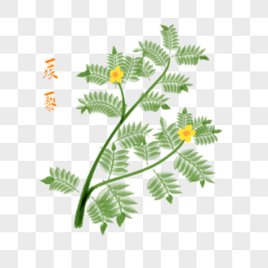 藜芦,葱葵,山葱,丰芦,蕙葵,公苒,葱苒,葱炎,藜卢,鹿白藜芦,鹿葱,憨葱,葱芦,葱管藜芦,旱葱,人头发,毒药草,七厘丹,梨卢