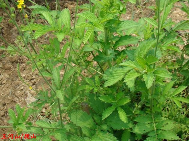 鹤草芽,狼牙,狼齿,狼牙子,仙鹤草根芽,仙鹤草芽,龙牙草芽,狼牙草根芽,龙牙草根芽