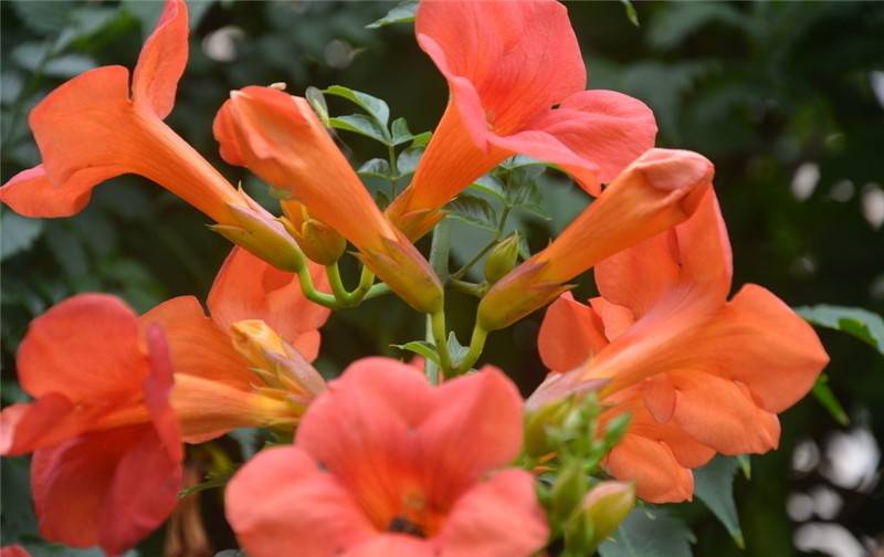 凌霄花,紫葳花,五爪龙,红花倒水莲,倒挂金钟,上树龙,吊墙花,杜灵霄花,堕胎花,藤萝花,凌霄,女葳华,陵霄花,紫葳华,苃华,芰华