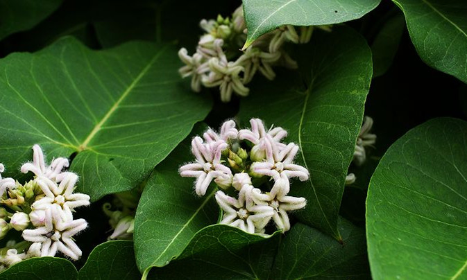 萝藦,,奶桨藤,千层须,芄兰,省瓢,苦丸,白环藤,熏桑,头羊角菜,羊奶科,合钵儿,细丝藤,婆婆针扎儿,婆婆针线包,奶浆藤,野隔山消,小隔大撬,老婆筋,天鹅绒,小青布,大洋泡奶