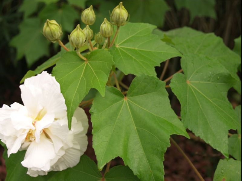 木芙蓉叶,秋芙蓉叶,木芙蓉叶,地芙蓉,芙蓉,胡李花,三变花,木棉,拒霜叶,芙蓉花叶